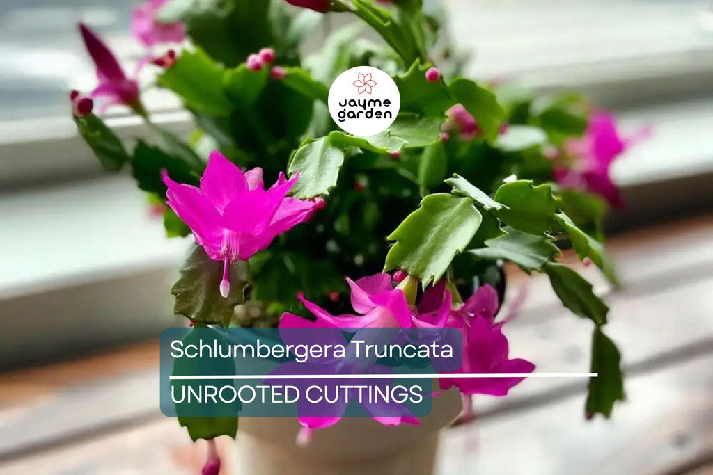 Christmas Cactus Cuttings (5pcs) – Schlumbergera Truncata Starter Plants