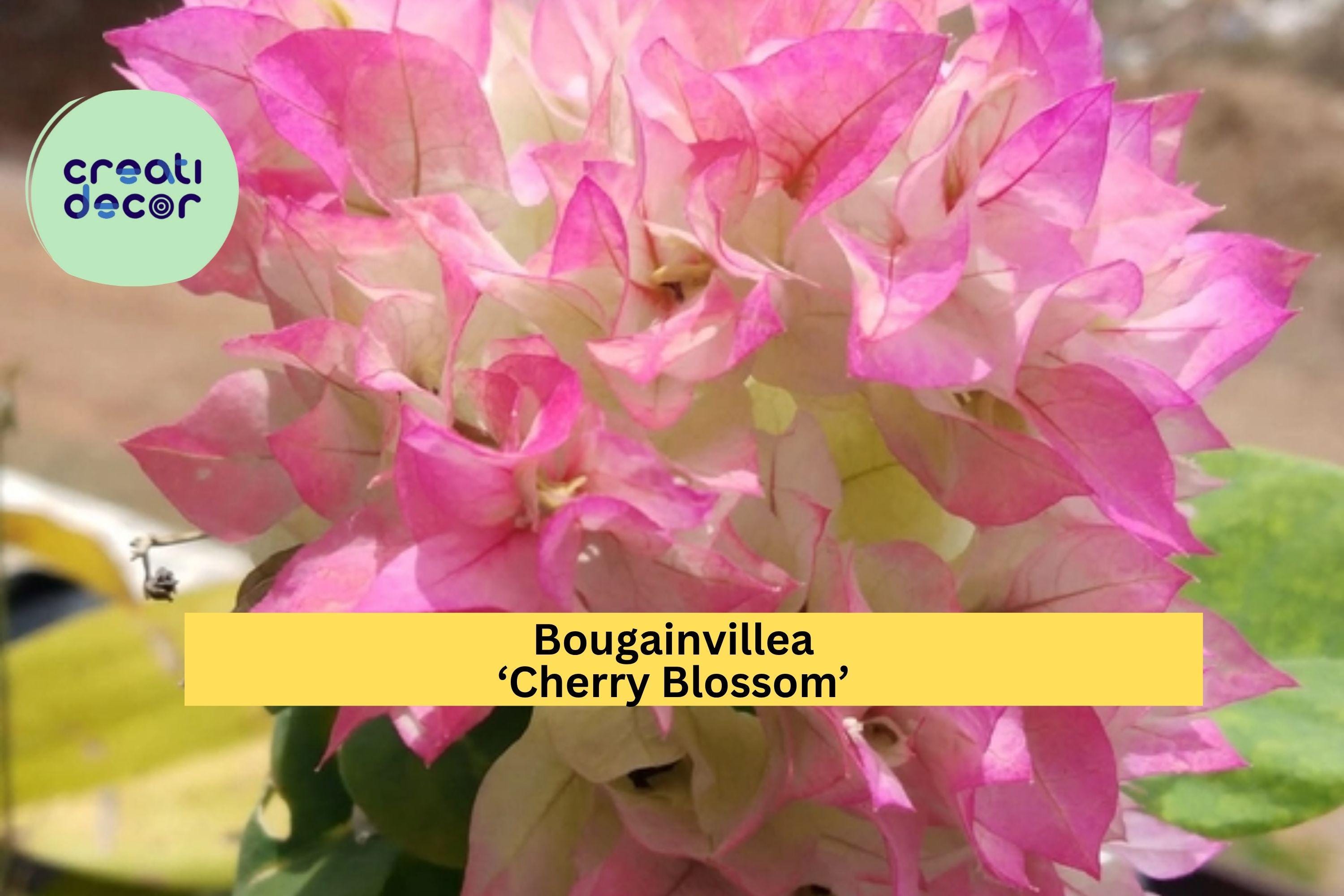 Bougainvillea ‘Cherry Blossom’ Live Plant in 4” Pot – Rooted Pink Flowering Vine, Fast-Growing Tropical Outdoor Plant for Garden Zones 9–11