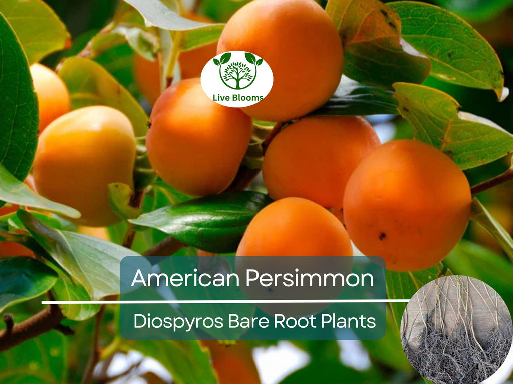 1 American Persimmon Tree - Live Bare Root (12–24in) - Diospyros virginiana, Native Fruit Tree, Cold Hardy, Non-GMO, Edible Landscape