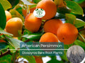 1 American Persimmon Tree - Live Bare Root (12–24in) - Diospyros virginiana, Native Fruit Tree, Cold Hardy, Non-GMO, Edible Landscape
