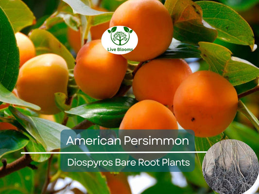 1 American Persimmon Tree - Live Bare Root (12–24in) - Diospyros virginiana, Native Fruit Tree, Cold Hardy, Non-GMO, Edible Landscape