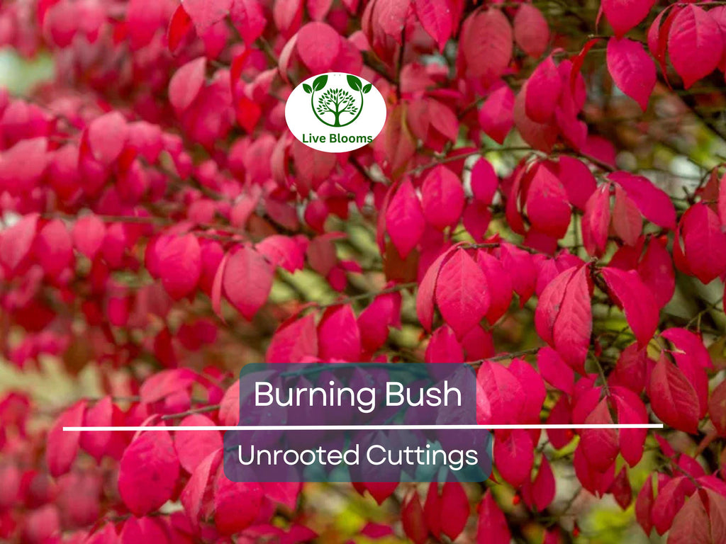 12 Burning Bush Unrooted Cuttings (Euonymus alatus) 6-8" | Dwarf Burning Bush, Ornamental Shrub for Landscaping