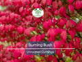 12 Burning Bush Unrooted Cuttings (Euonymus alatus) 6-8" | Dwarf Burning Bush, Ornamental Shrub for Landscaping