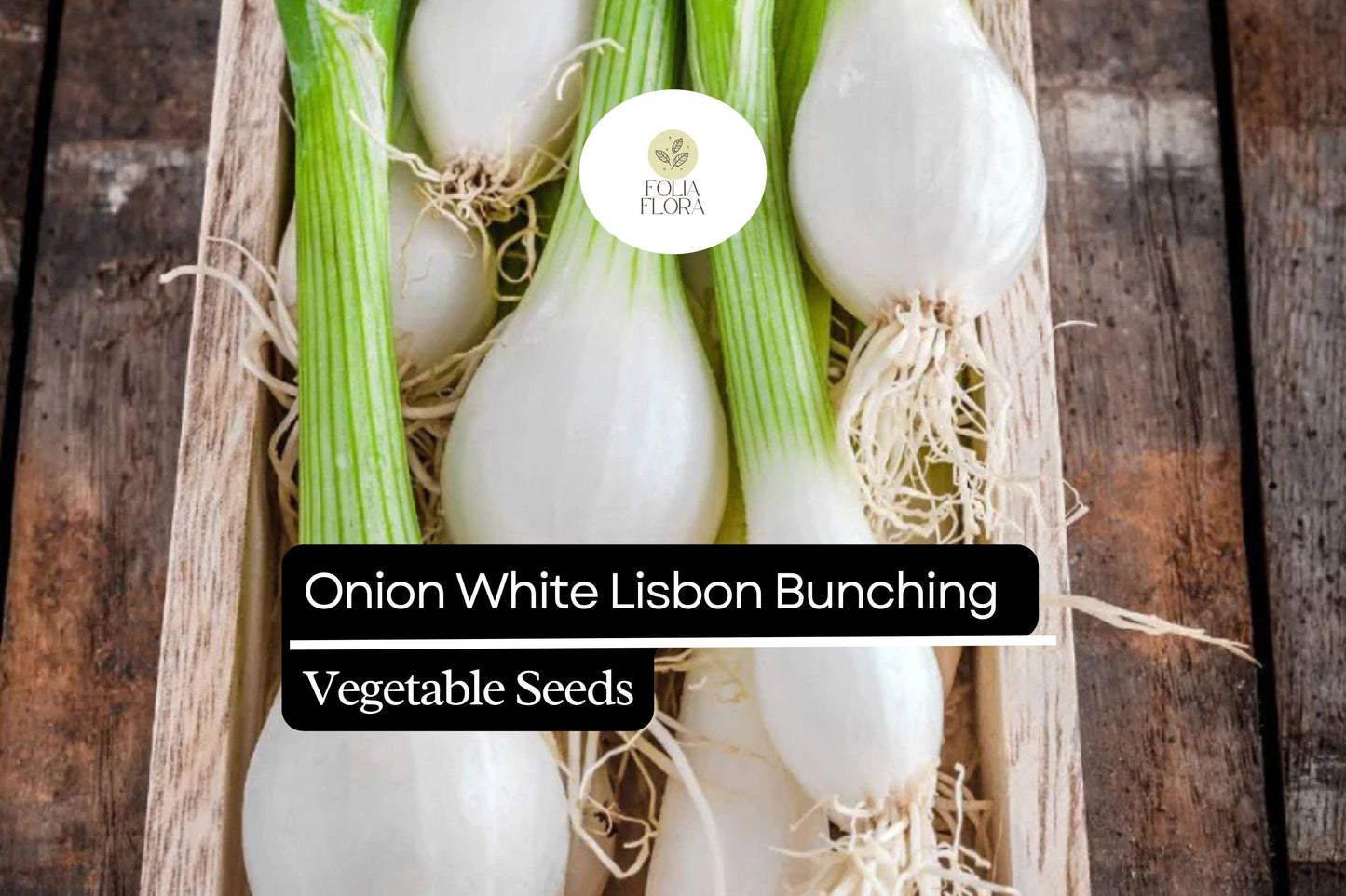 250mg Onion White Lisbon Bunching Seeds Allium cepa | Fresh Green Scallions, Heirloom Non-GMO, Fast-Growing Variety