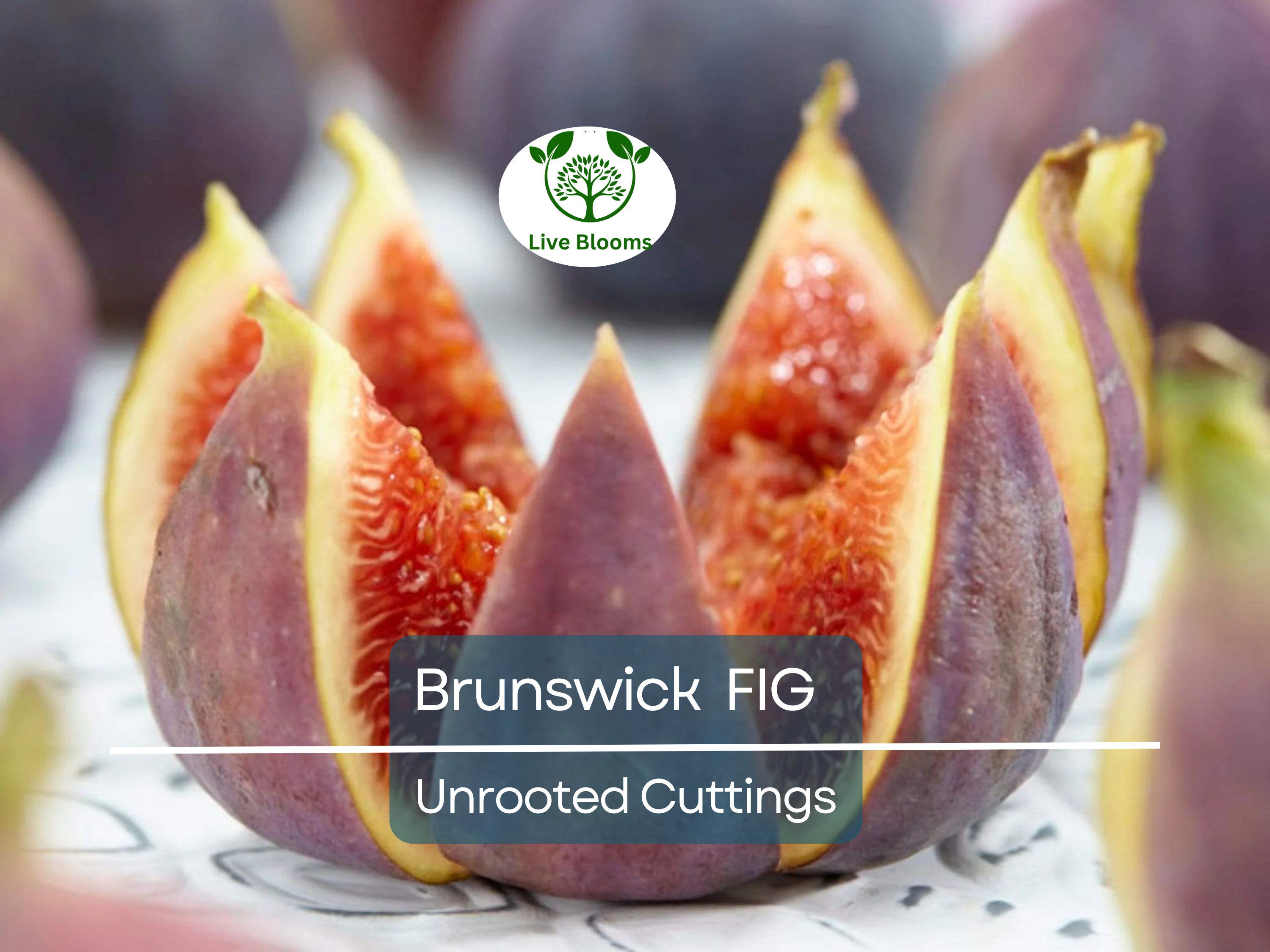 6 Brunswick Fig Tree Unrooted Cuttings 6-8" - Ficus Carica, Sweet Fruit, Easy to Grow, Starter Plant