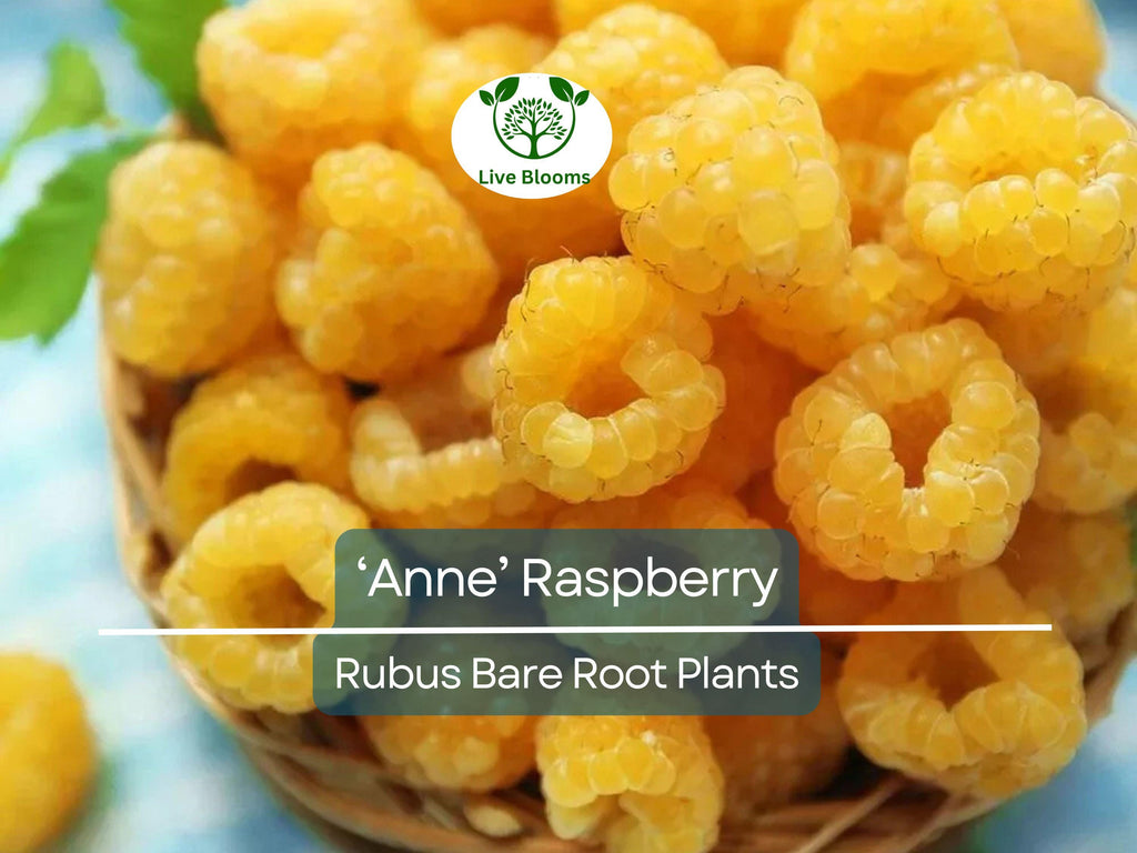 3 ‘Anne’ Raspberry Plants – Bare Root Canes – Super Sweet Yellow Berries – Fall-Bearing Raspberry for Zones 4–8