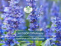 200 Seeds HYSSOP officinalis Perennial Hummingbird Plant Non-GMO, Aromatic Herb, Attracts Pollinators, Drought-Tolerant Garden Plant