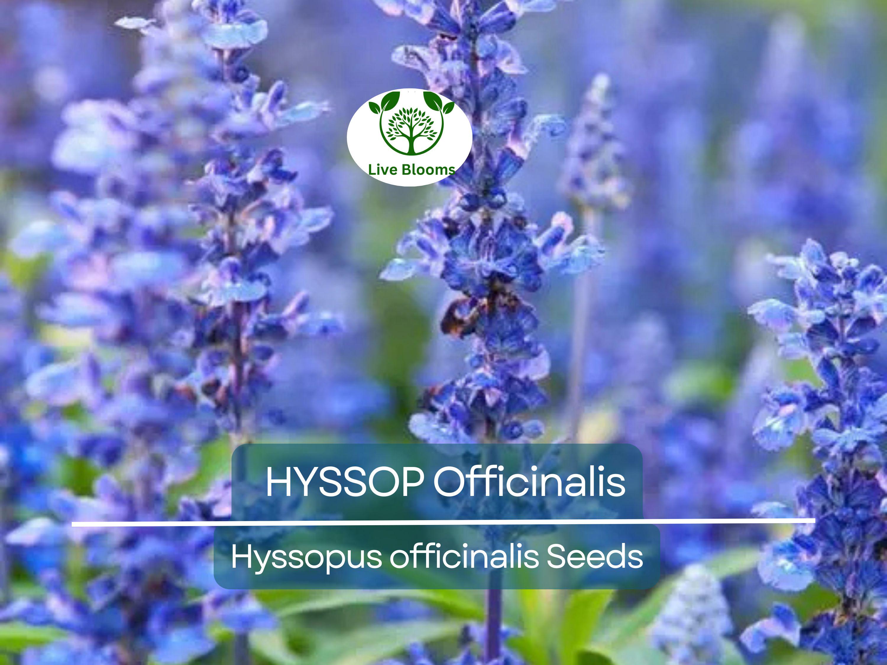 200 Seeds HYSSOP officinalis Perennial Hummingbird Plant Non-GMO, Aromatic Herb, Attracts Pollinators, Drought-Tolerant Garden Plant