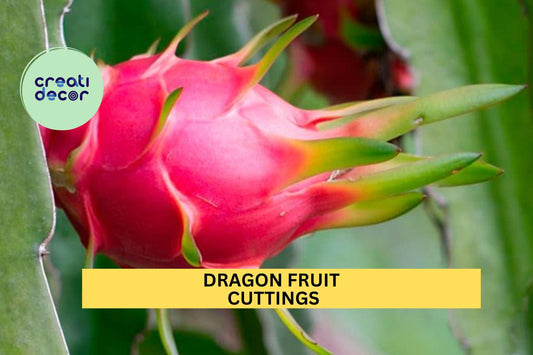 10 Dragon Fruit Cuttings – 10–14” Long | Hylocereus Climbing Cactus for Planting | Fast-Growing Tropical Plant for Pots or Garden Beds