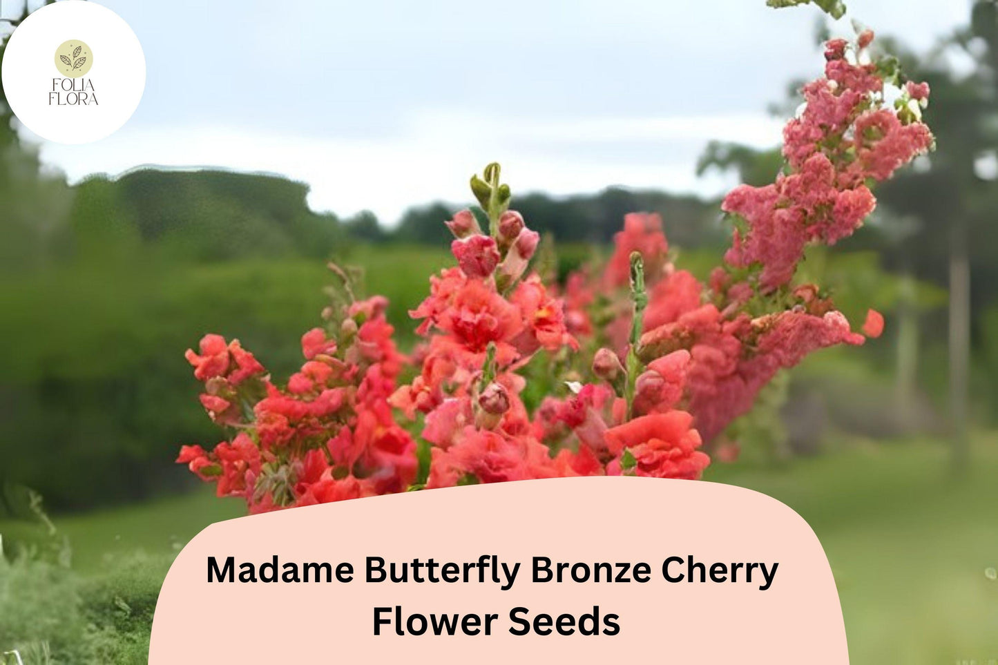 Antirrhinum majus Madame Butterfly Bronze Cherry Snapdragon Seeds – 1000+ Ruffled Blooms for Garden & Cut Flowers
