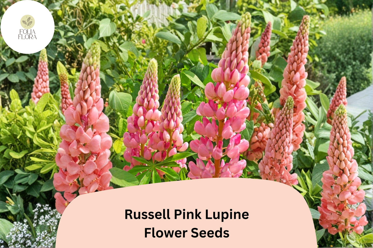 25+ Russell Pink Lupine Seeds | Lupinus polyphyllus | Pink Spiked Blooms for Cottage Garden Planting