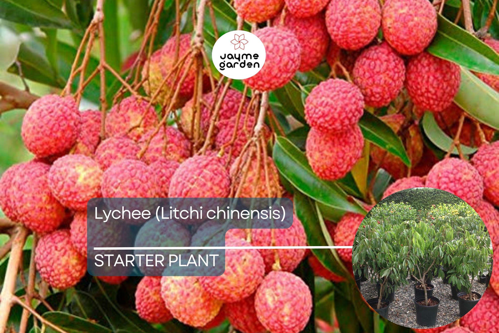 1 Lychee (Litchi chinensis) Tropical Live Fruit Tree – 12”-24” Rooted Cutting, Sweet Fragrant Fruit, Rare Exotic Starter Plant