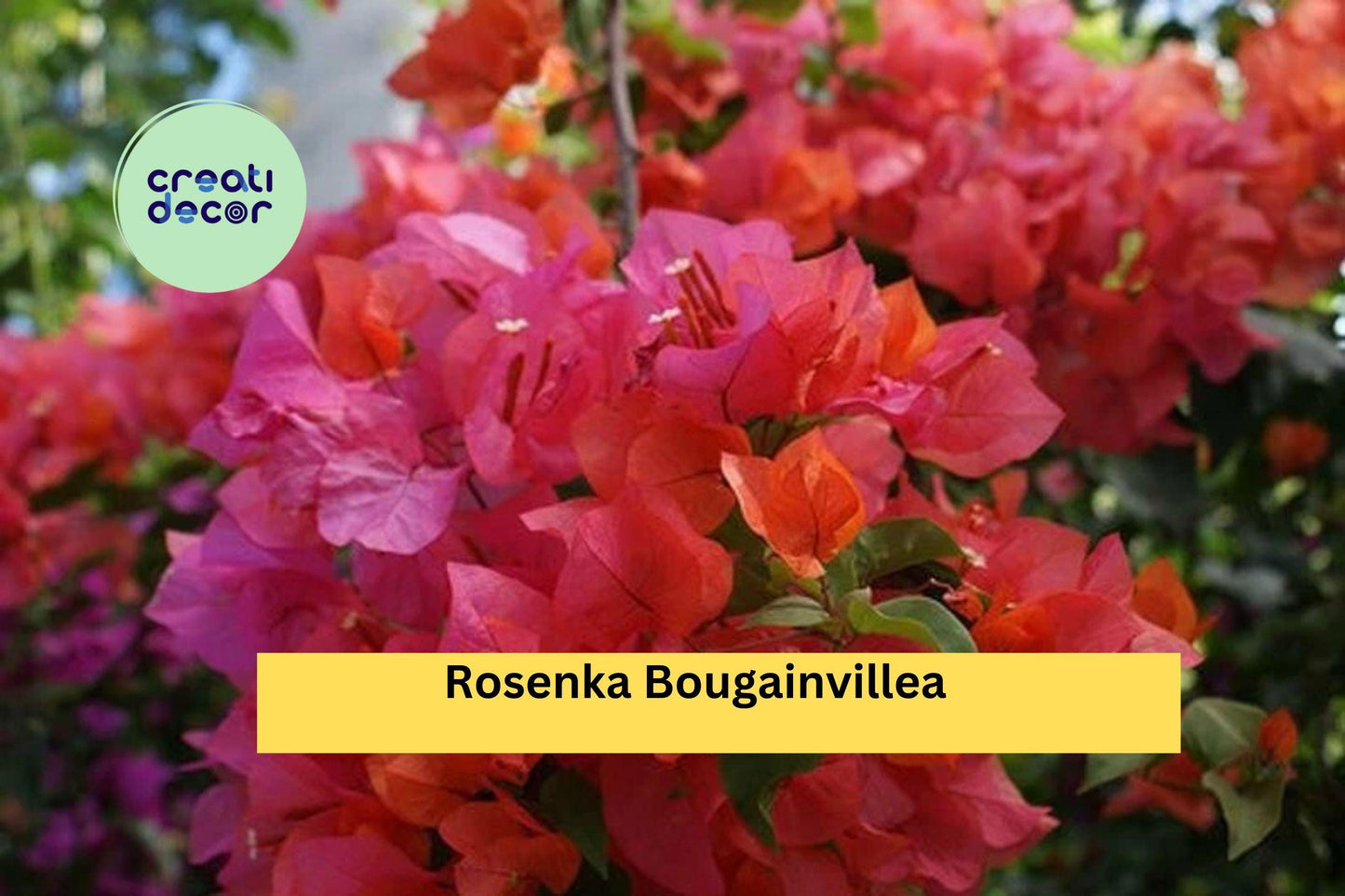 Rosenka Bougainvillea | Live Rooted Starter Plant | Compact Tropical Flowering Vine with Peach to Pink Bracts for Garden & Containers