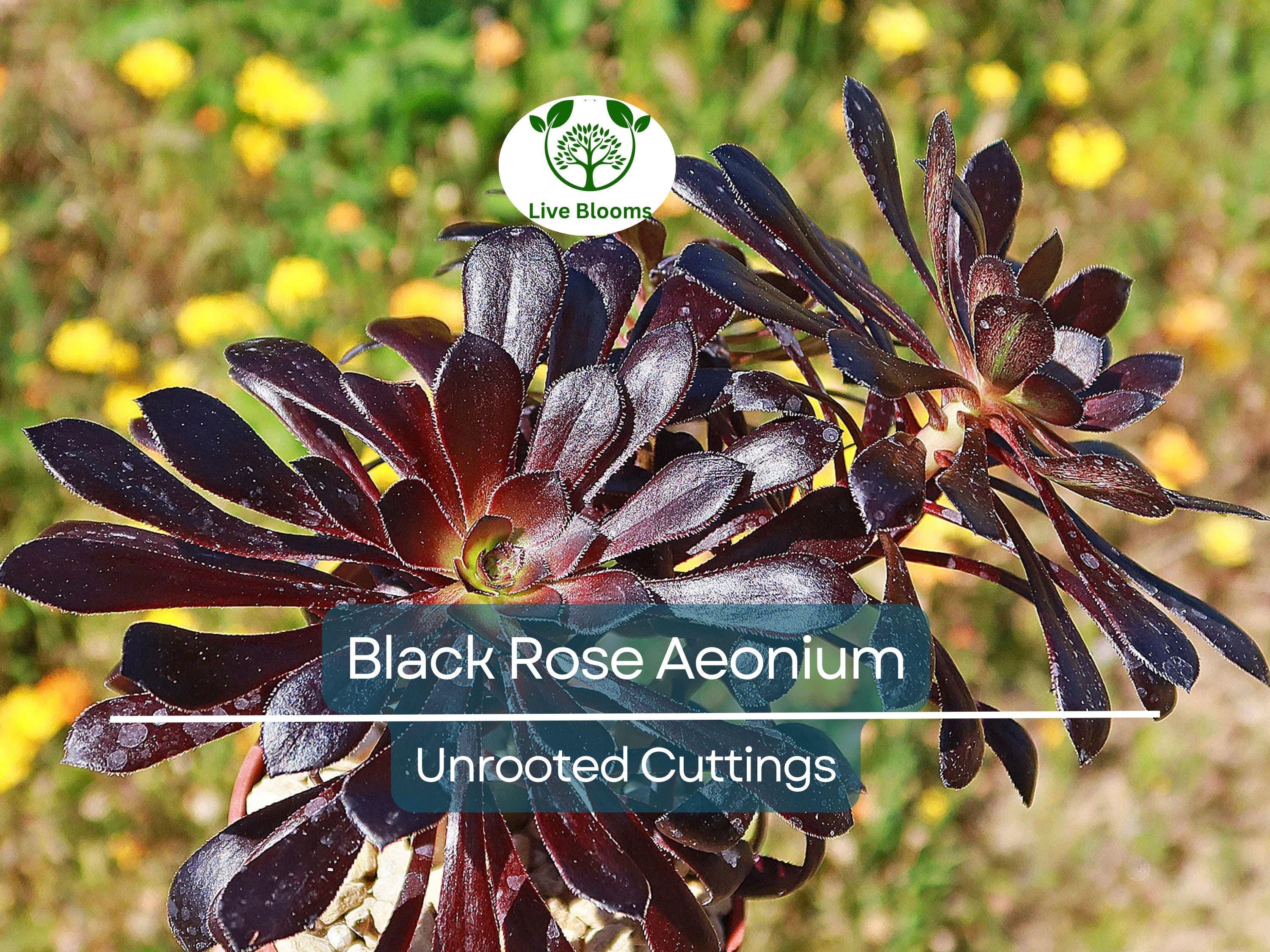 5 Black Rose Aeonium Arboreum Zwartkop Unrooted Cuttings 4"-6" – Succulent Cactus, Unique Black Succulent, Easy to Grow, Hardy Aeonium
