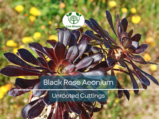 5 Black Rose Aeonium Arboreum Zwartkop Unrooted Cuttings 4"-6" – Succulent Cactus, Unique Black Succulent, Easy to Grow, Hardy Aeonium