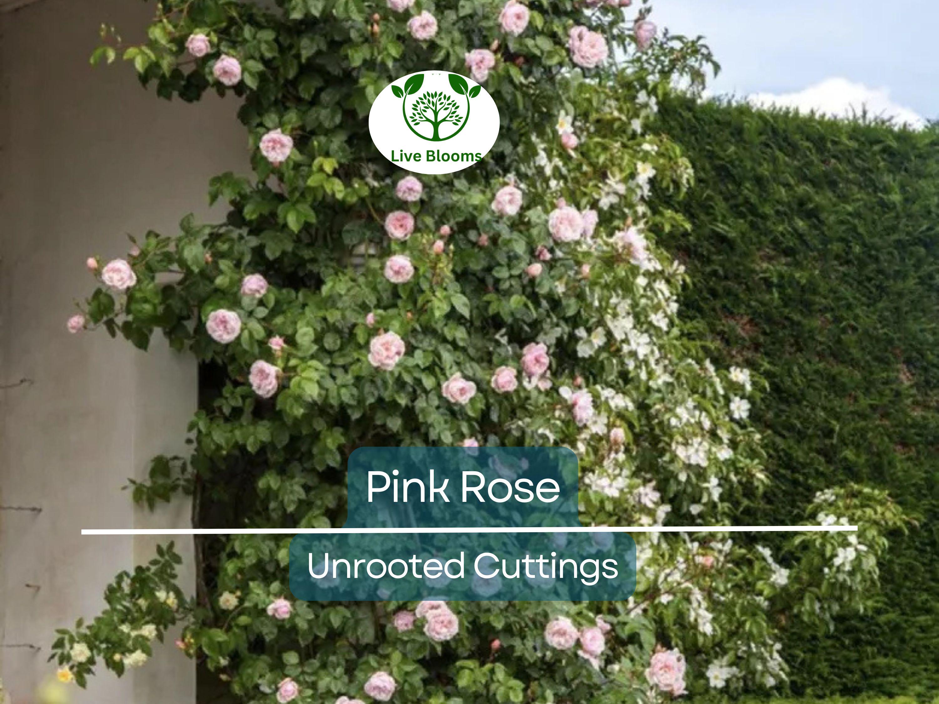 1 Pink Garden Rose Unrooted Cutting | Climbing Rose (Rosa spp.) | 5-8 Inches Long | Perfect for Propagation & Garden Planting