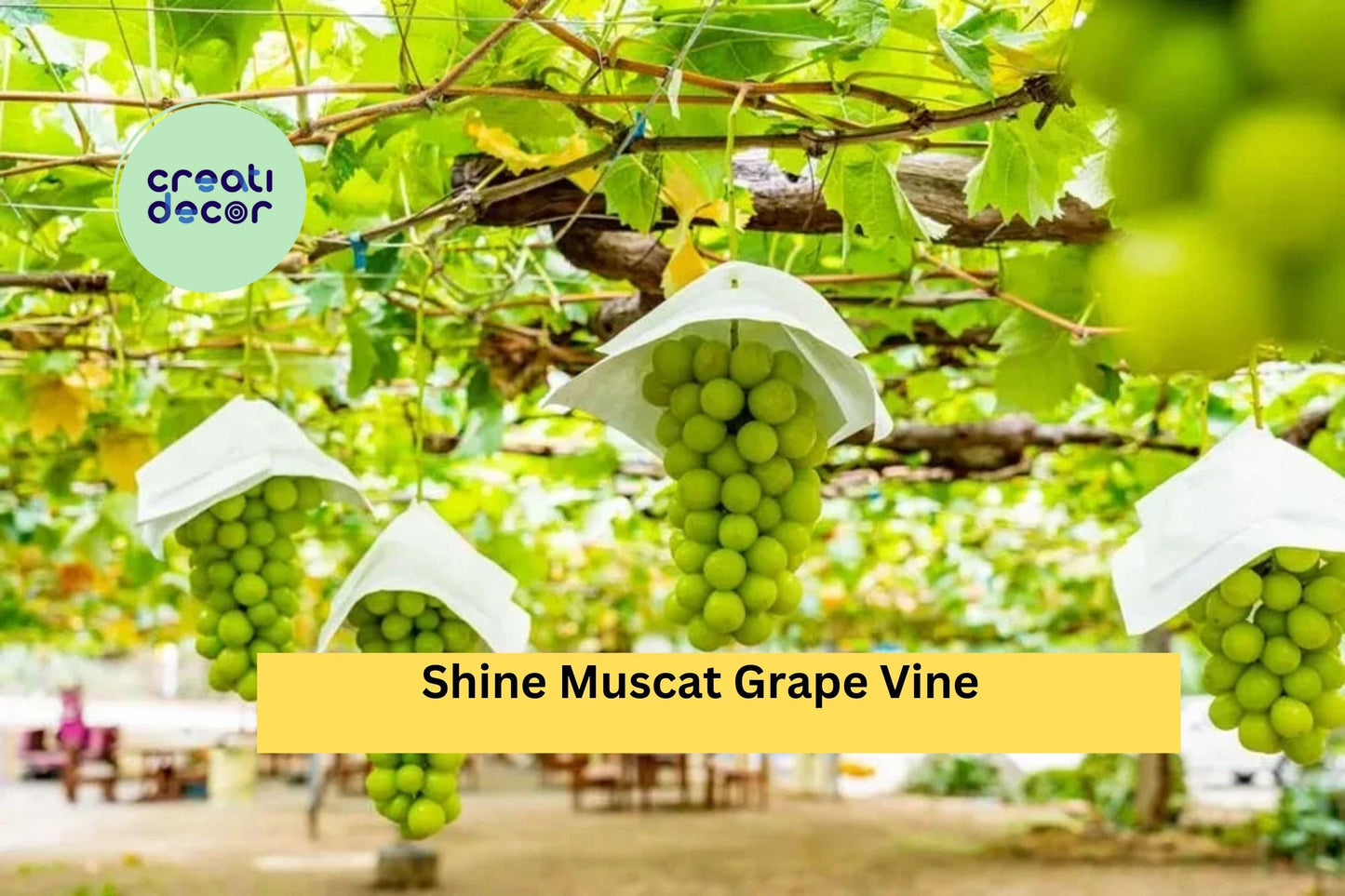 Shine Muscat Grape Vine Cuttings | Set of 5 Live Vitis Cuttings for Rooting or Grafting | Sweet Green Seedless Grape Variety