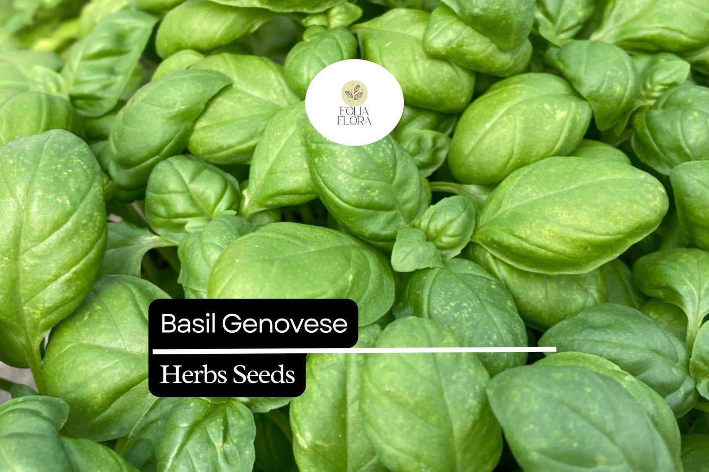 1000 Seeds Basil Genovese | Ocimum basilicum | Heirloom, Non-GMO Italian Herb | Aromatic & Flavorful