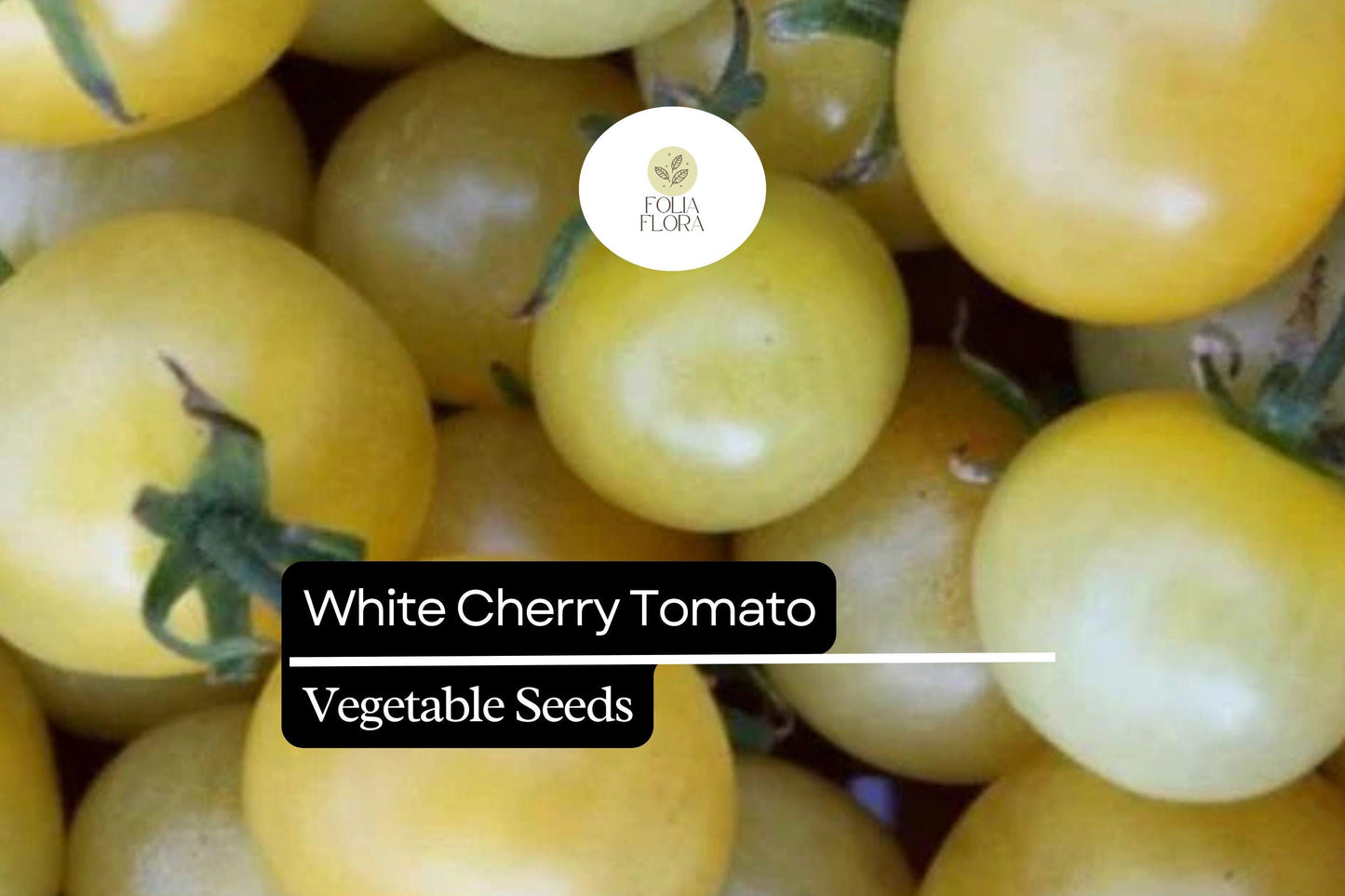 White Cherry Tomato Seeds | 15 Seeds | Rare Heirloom Solanum Lycopersicum for Home Garden Vegetable Growing
