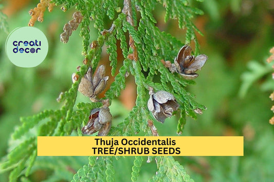 50 SeedsThuja occidentalis – Eastern Arborvitae Tree – Cold Hardy Evergreen for Hedges, Privacy Screens, Windbreaks, and Native Landscaping
