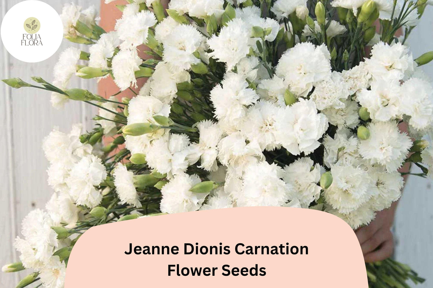 200+ Jeanne Dionis Carnation Seeds: Elegant White Double Blooms, Fragrant Hardy Perennial Dianthus