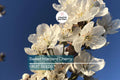 5 Sweet Mazzard Cherry Tree Seeds (Prunus avium) – Edible Hardy Fruit Tree, Fast-Growing