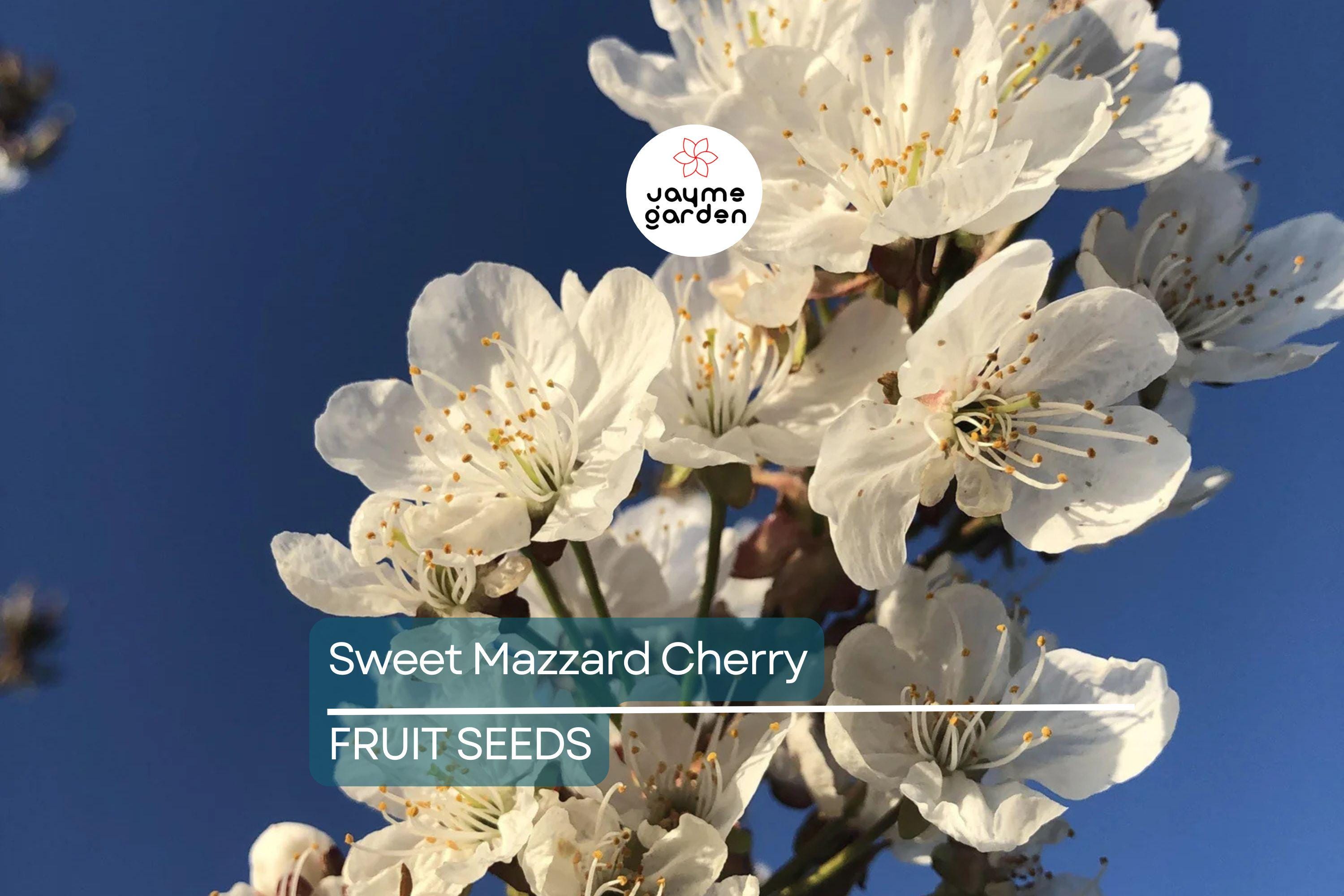 5 Sweet Mazzard Cherry Tree Seeds (Prunus avium) – Edible Hardy Fruit Tree, Fast-Growing