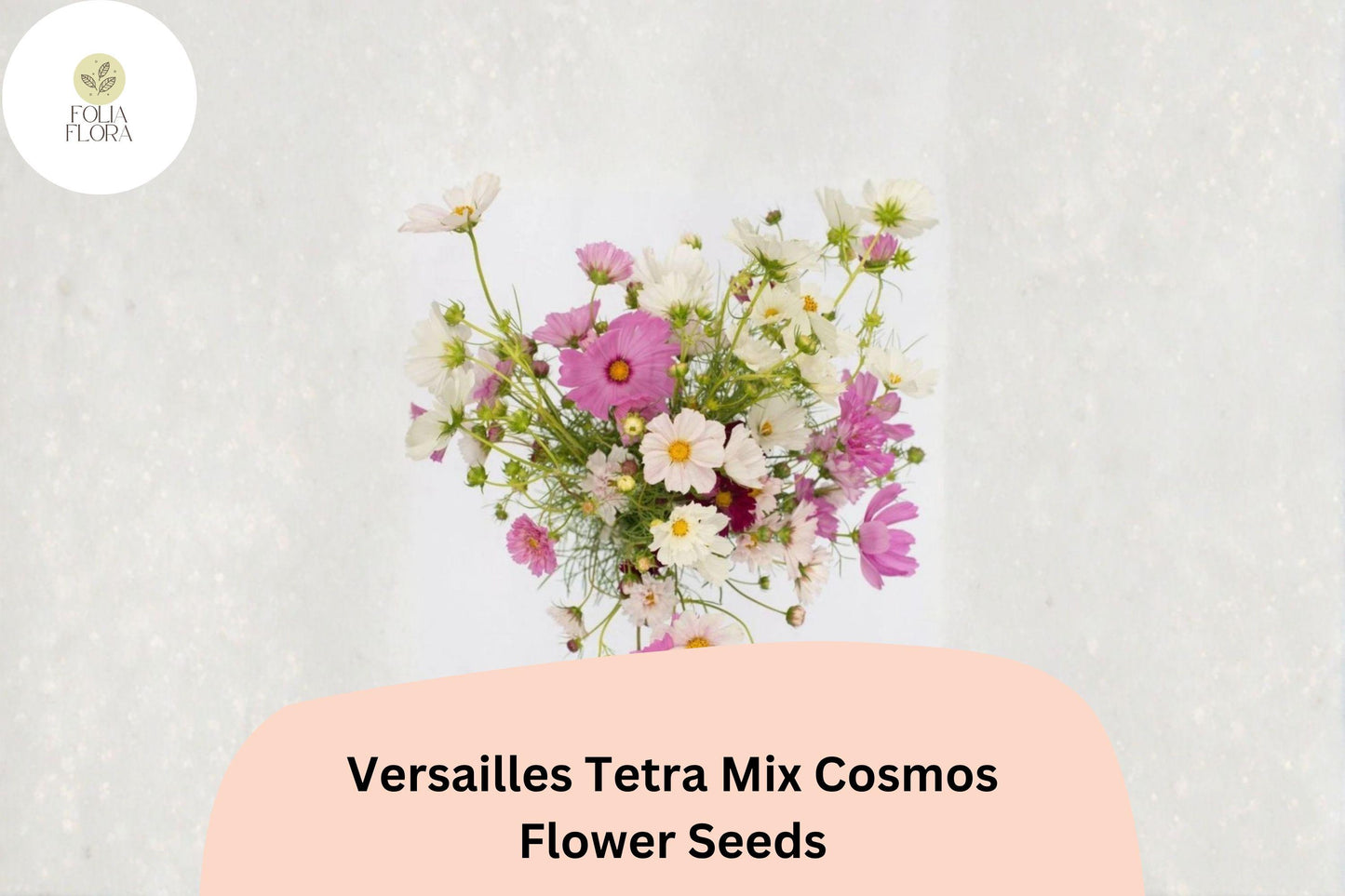 200+ Versailles Tetra Mix Cosmos Seeds | Cosmos bipinnatus Tall Cut Flower Mix | Easy Annual Garden Seeds