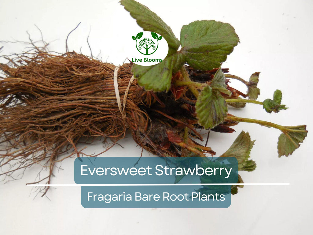 10 Eversweet Strawberry Plants – Bare Root Everbearing Variety – Sweet, Juicy, Large Berries – Heat Tolerant & Productive
