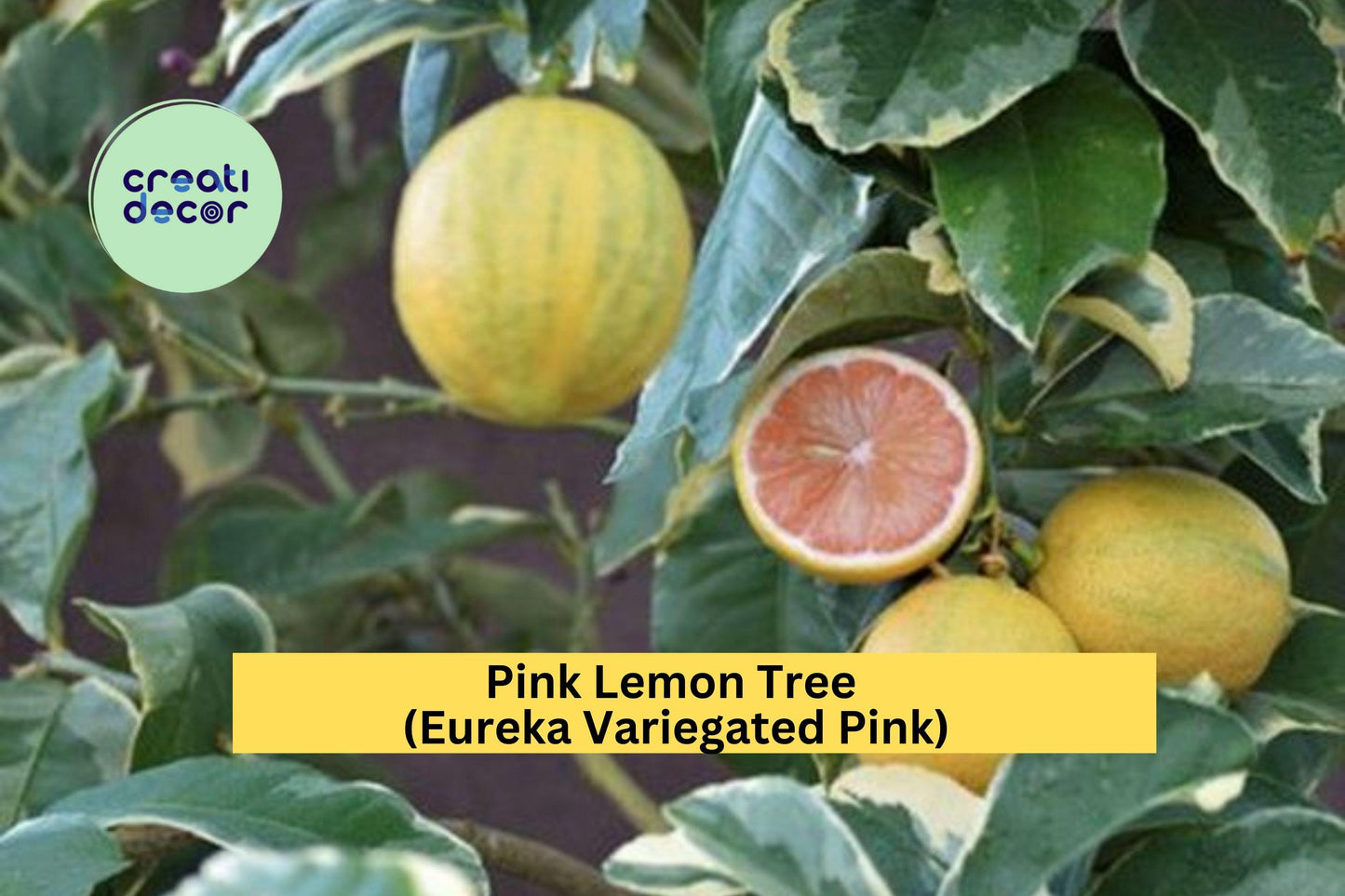 Pink Lemon Tree | Variegated Eureka Citrus Live Plant | Patio or Garden Lemon Tree Starter with Green-Striped Fruit and Pink Flesh
