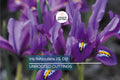 Iris Reticulata J.S. Dijt 4-8" Live Flower Bulbs | Purple Dwarf Iris | Early Blooming Perennial | 10-Pack