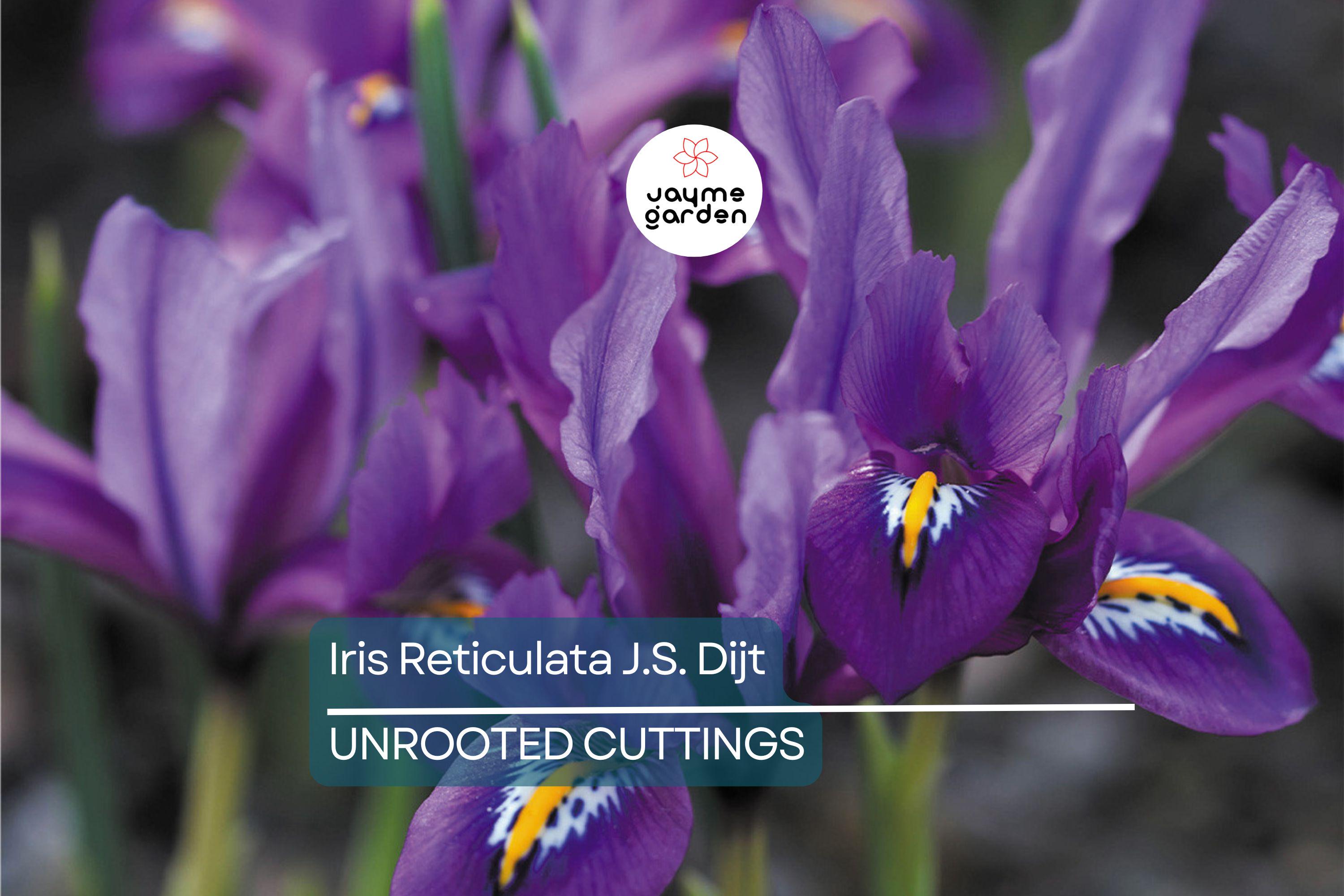 Iris Reticulata J.S. Dijt 4-8" Live Flower Bulbs | Purple Dwarf Iris | Early Blooming Perennial | 10-Pack