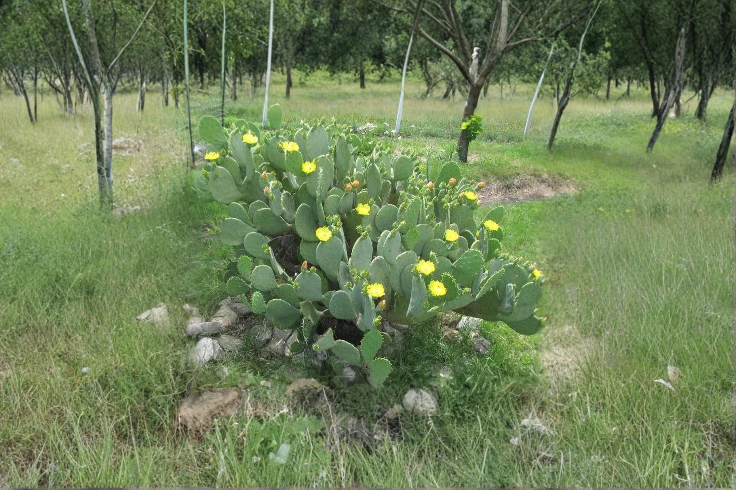 Opuntia Cacanapa 2 Pads Cuttings Spineless Prickly Pear Cactus Hardy Plant