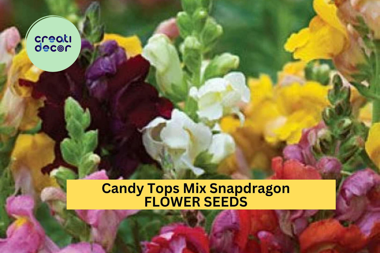 1000+ Candy Tops Mix Snapdragon Seeds – Dwarf Bloom Spikes for Garden Planting, Bright Colorful Flowers for Beds & Edges – USA