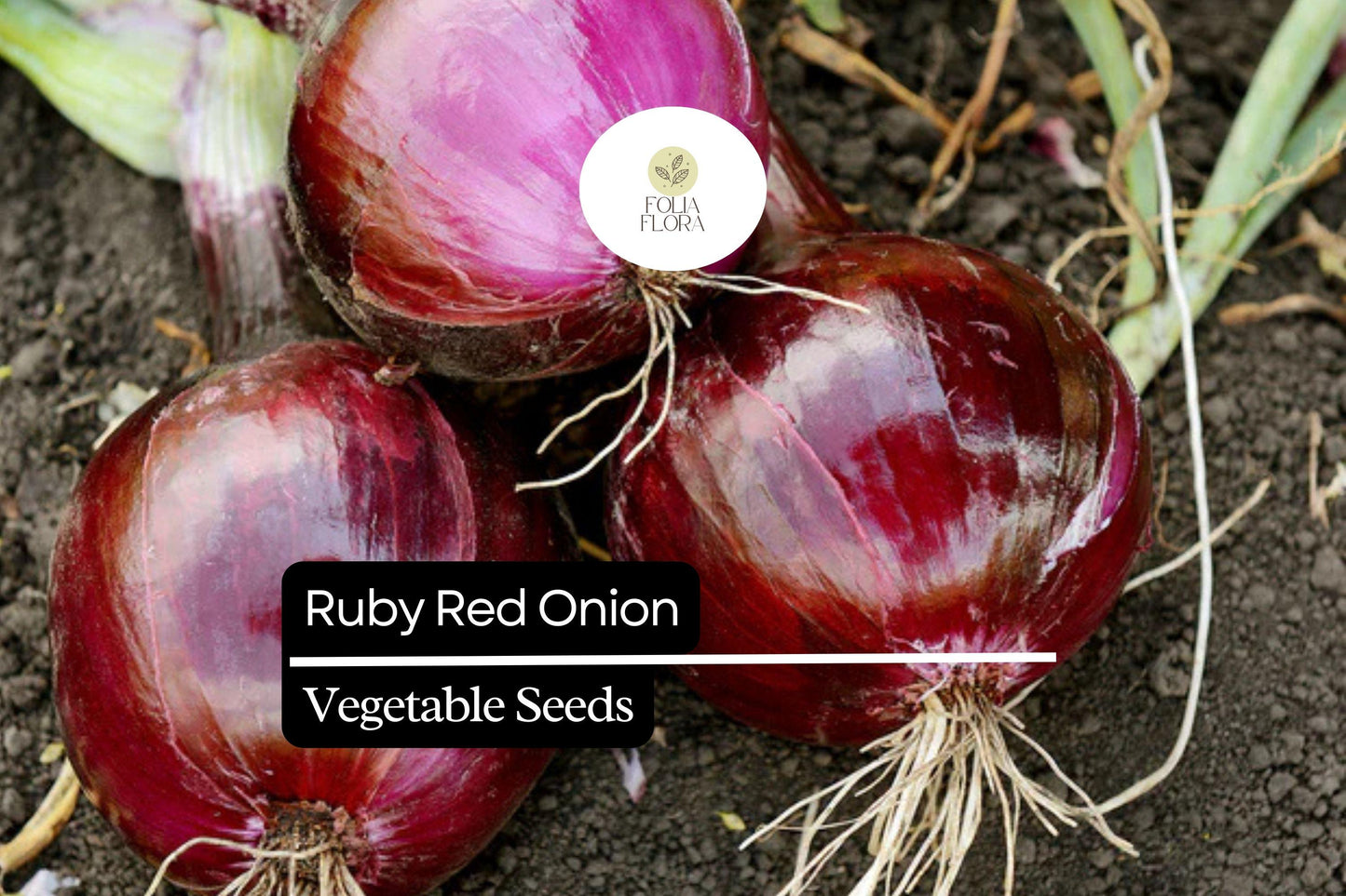 100 Seeds Ruby Red Onion (Allium cepa) – Sweet, Vibrant Red Bulbs for Gardens & Culinary Delights