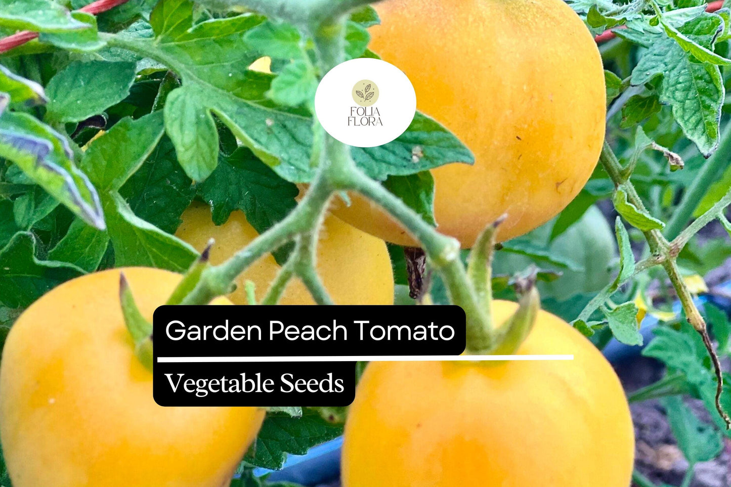 30 Garden Peach Tomato Seeds – Solanum lycopersicum – Heirloom, Sweet & Juicy, Peach-Like Skin, High-Yielding