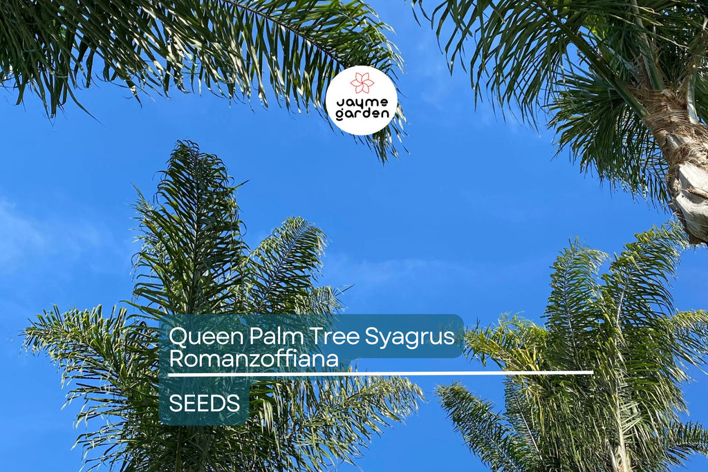 25+ Tropical Queen Palm Seeds - Syagrus Romanzoffiana - Ready to Grow, Fast-Growing Palm Tree