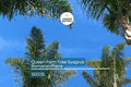 25+ Tropical Queen Palm Seeds - Syagrus Romanzoffiana - Ready to Grow, Fast-Growing Palm Tree