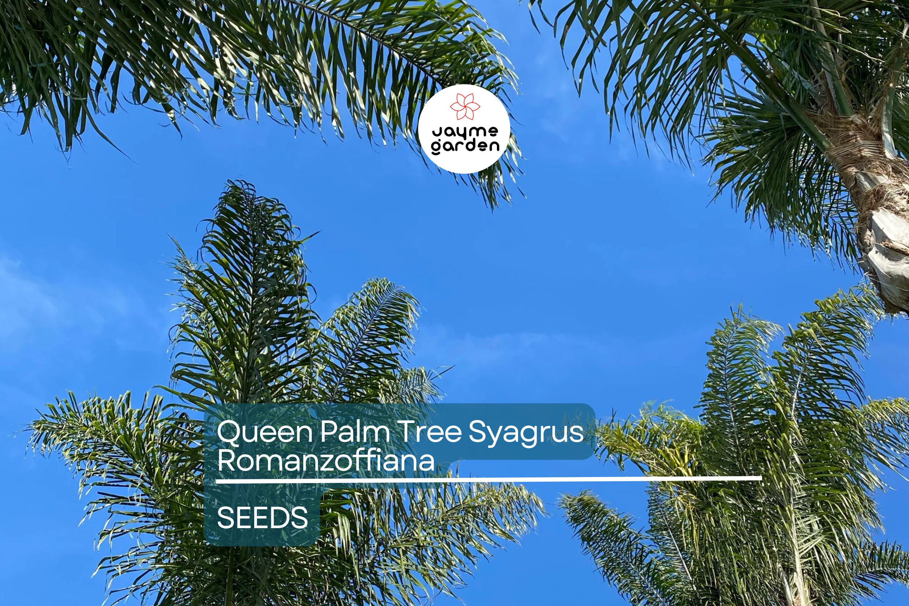 25+ Tropical Queen Palm Seeds - Syagrus Romanzoffiana - Ready to Grow, Fast-Growing Palm Tree