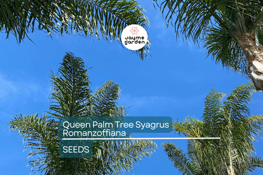 25+ Tropical Queen Palm Seeds - Syagrus Romanzoffiana - Ready to Grow, Fast-Growing Palm Tree
