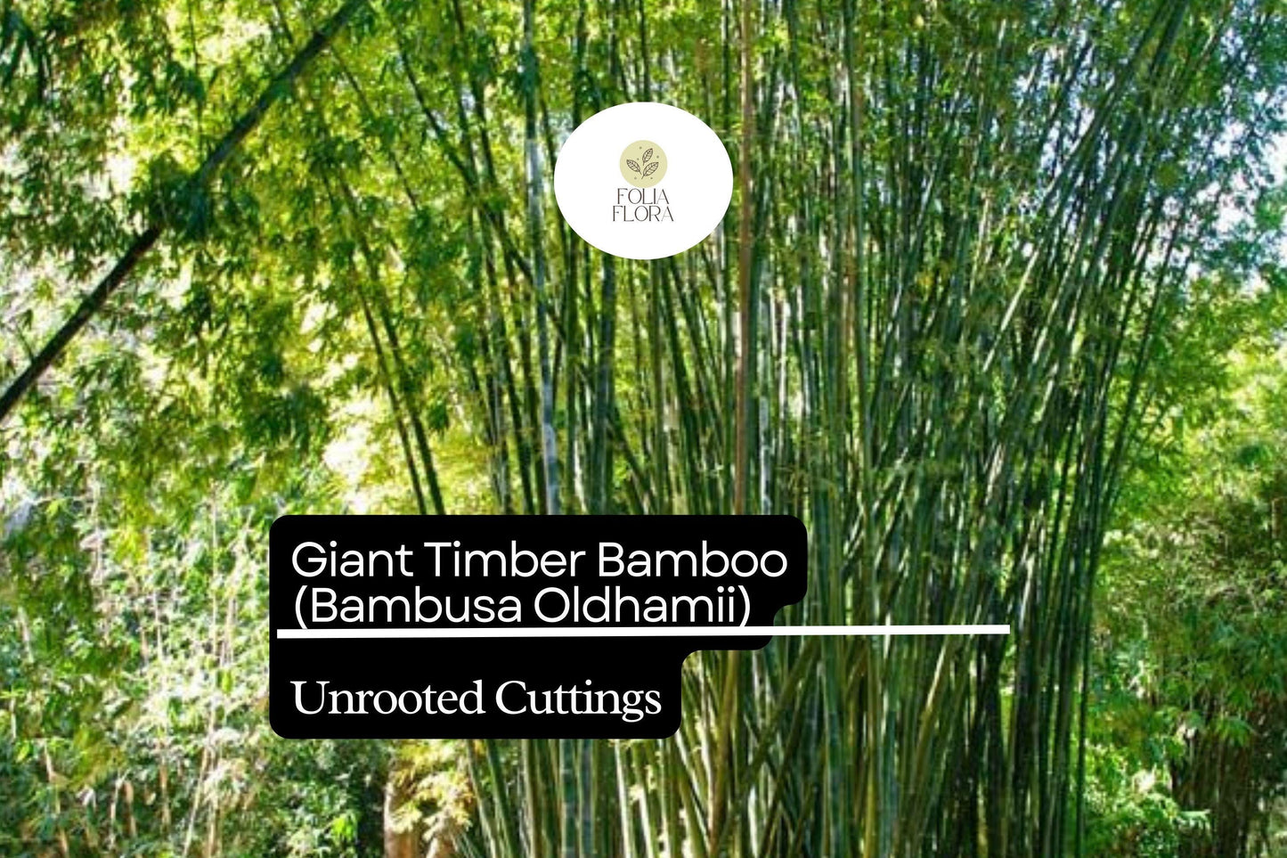 1 Unroot Cuttings Giant Timber Bamboo (Bambusa oldhamii) | Fast-Growing Privacy Screen