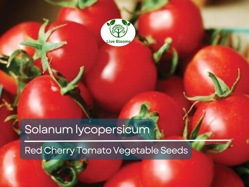 100 mg Red Cherry Tomato Seeds Solanum lycopersicum | Sweet Cherry Tomatoes for Planting, Home Garden, Heirloom Vegetable, Juicy & Delicious