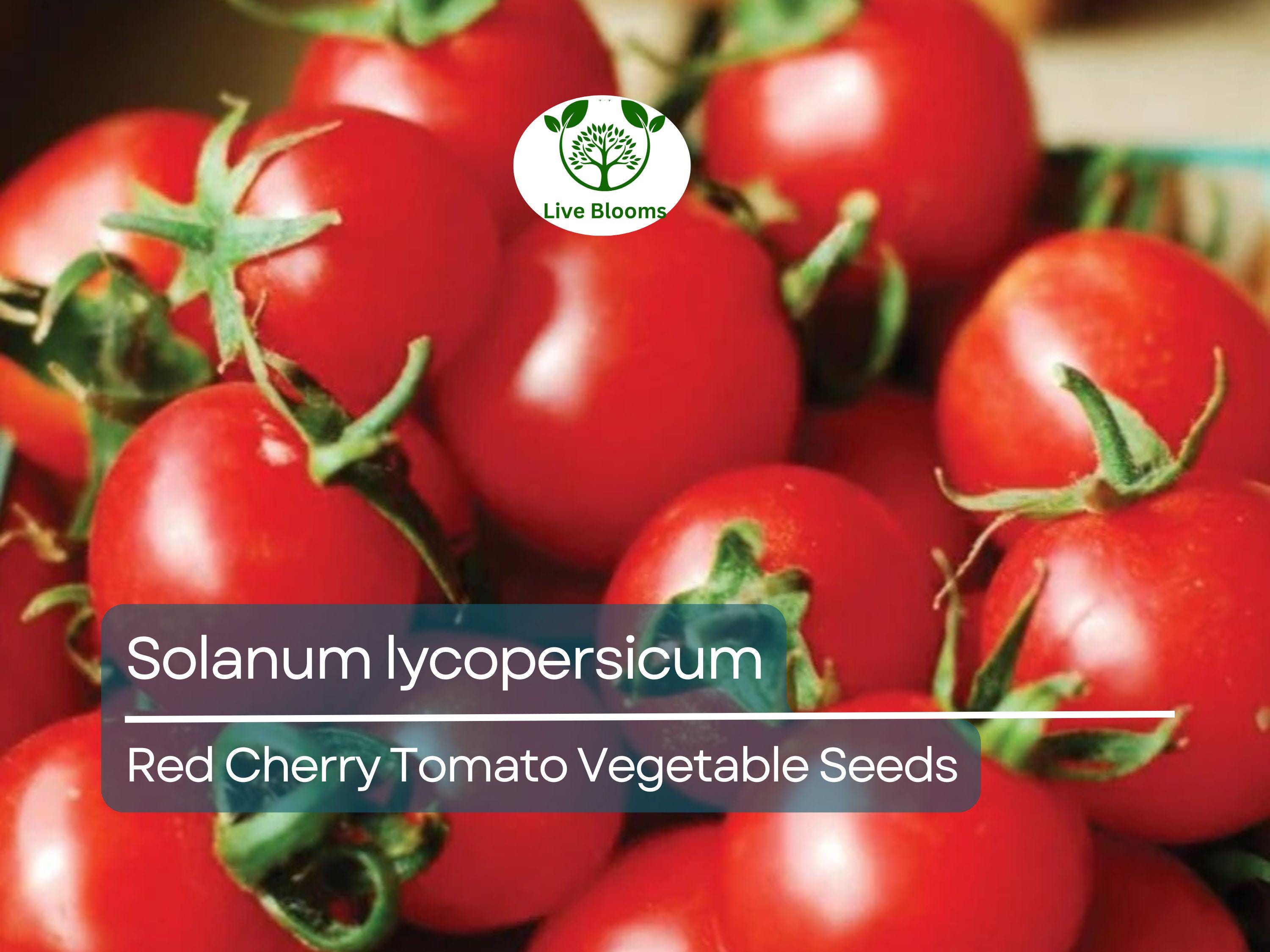 100 mg Red Cherry Tomato Seeds Solanum lycopersicum | Sweet Cherry Tomatoes for Planting, Home Garden, Heirloom Vegetable, Juicy & Delicious