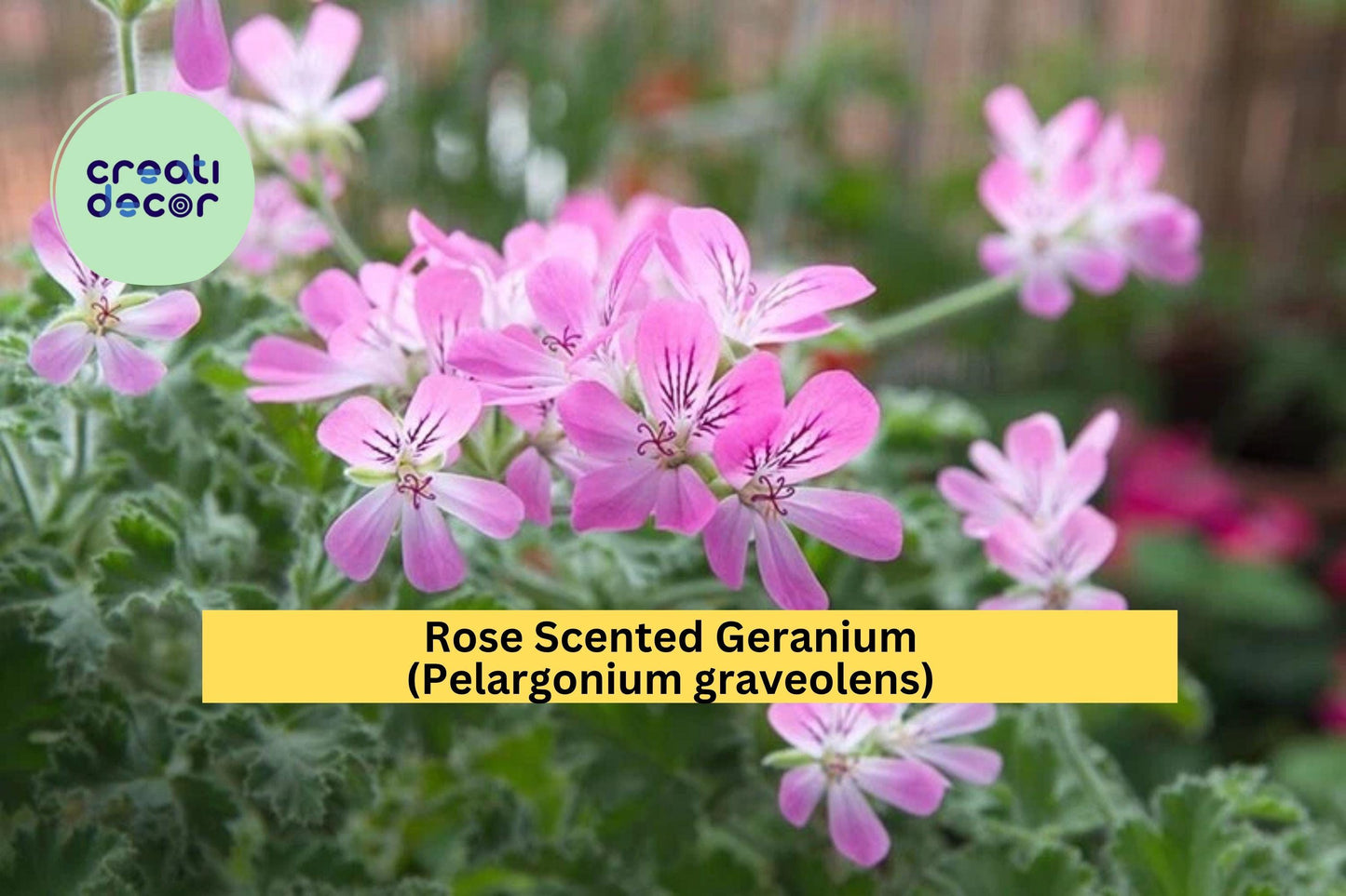 Rose Scented Geranium Cuttings – Set of 6 – Pelargonium graveolens – Fragrant Herb Plant for Garden & Indoor Pots
