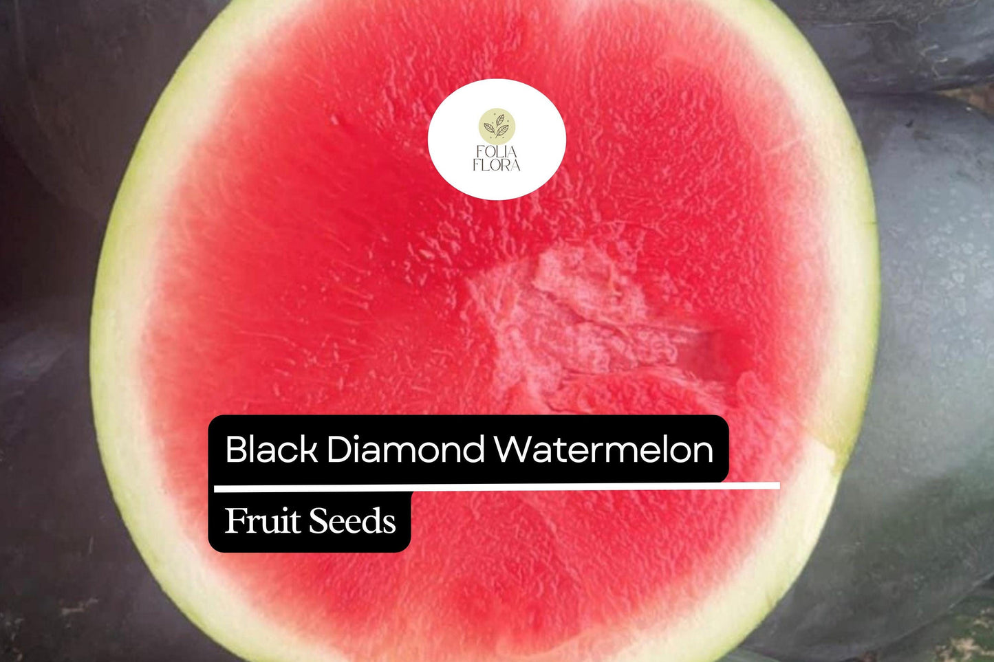 10 Seeds Black Diamond Watermelon (Citrullus lanatus) – Sweet, Large, and Juicy Melons