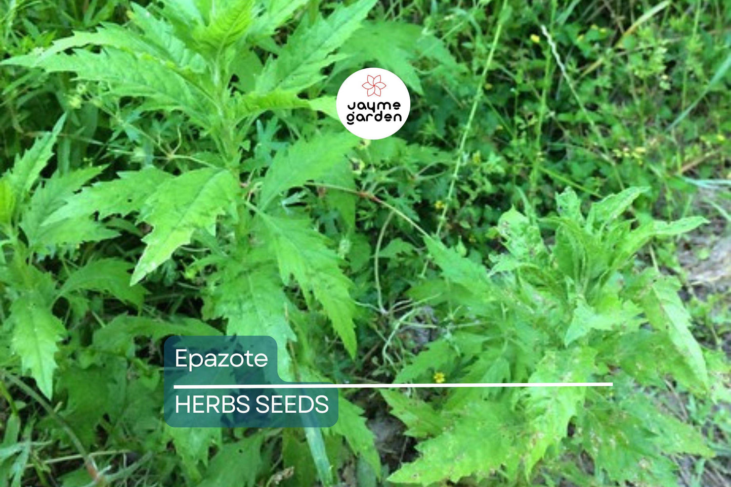300 Epazote Seeds | Chenopodium Ambrosioides | Mexican Herb, Non-GMO, Culinary & Medicinal