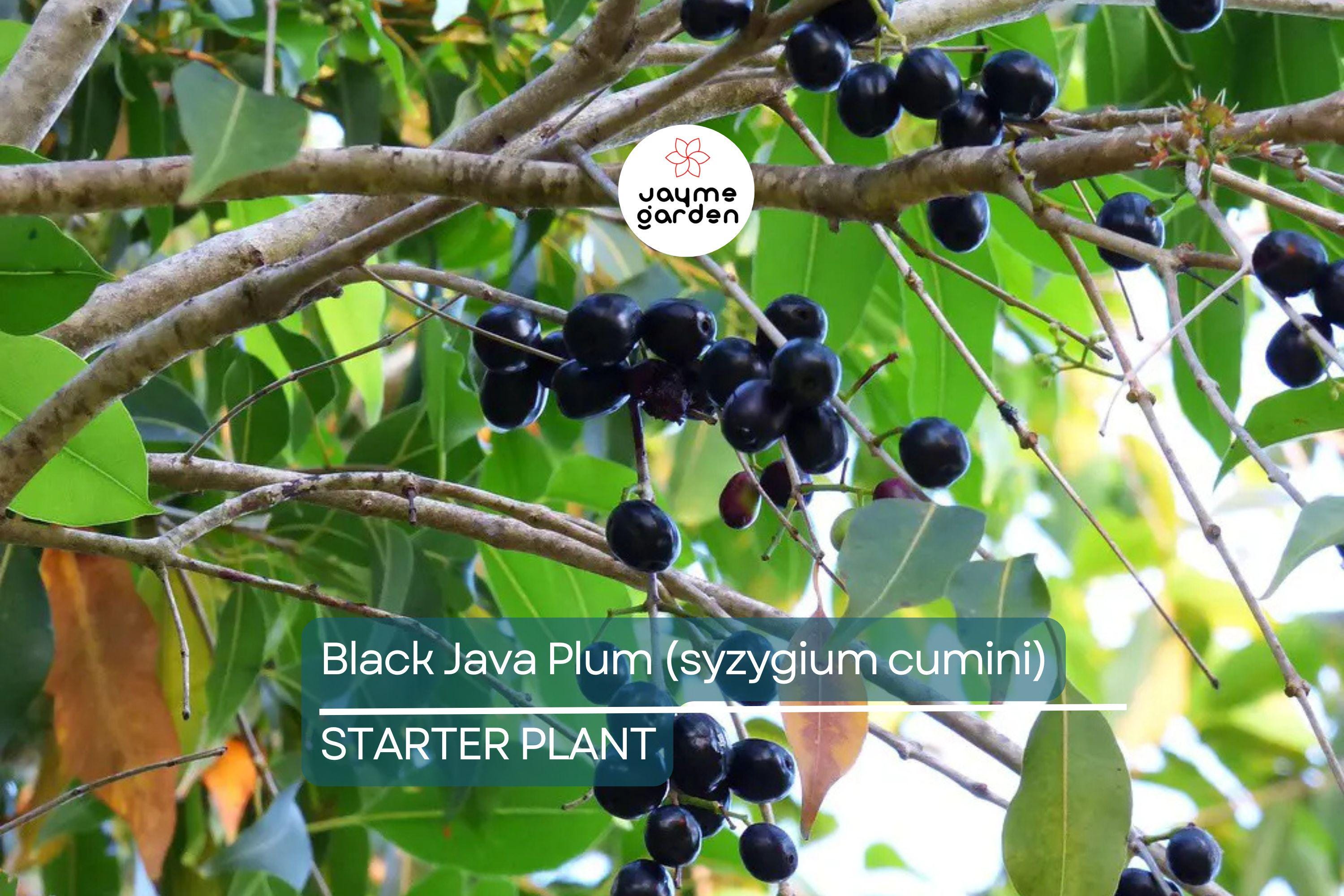 Black Java Plum (Syzygium cumini) – 12” Live Fruit Tree, Indian Jamun Plant