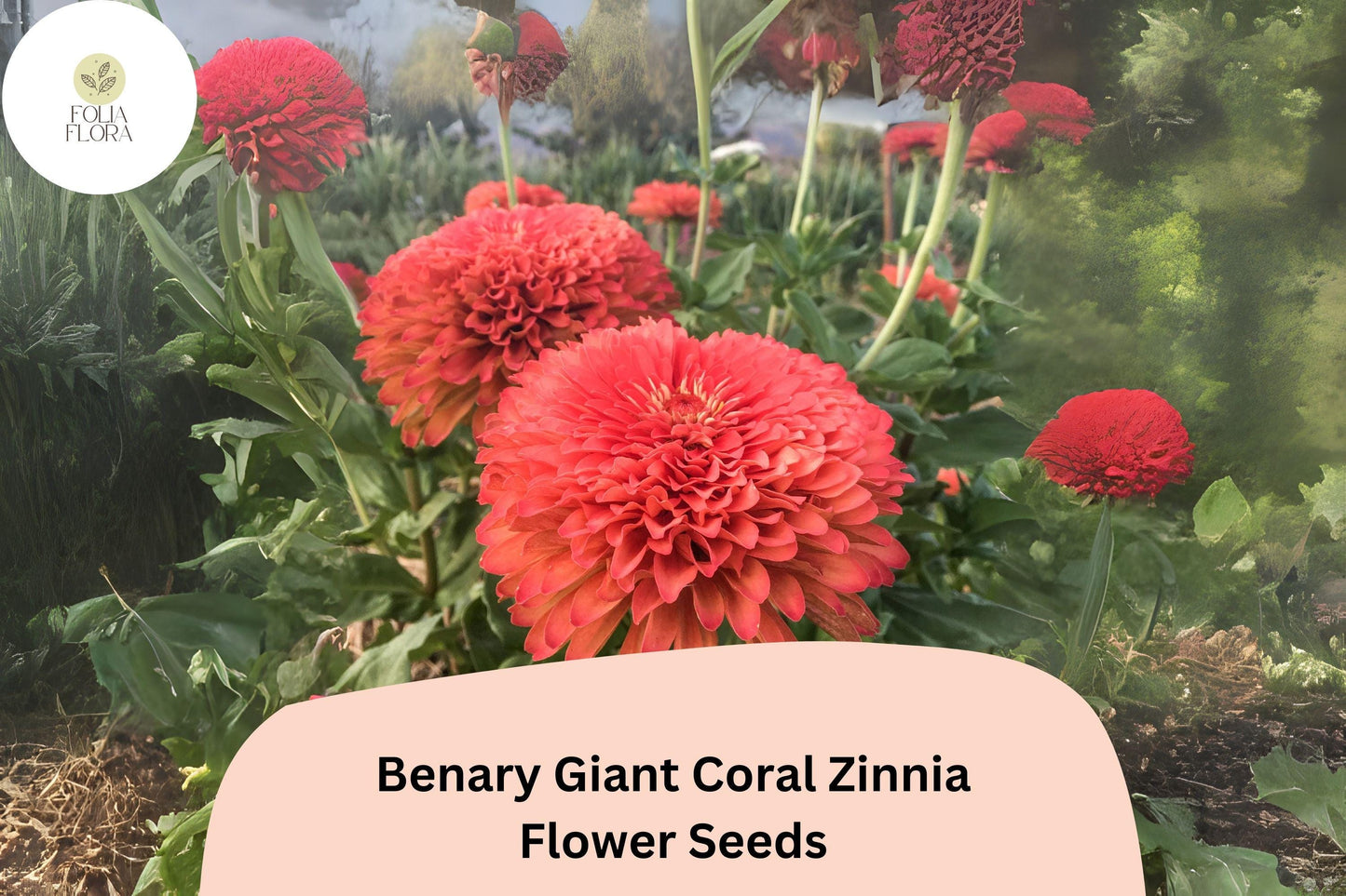 100+ Benary Giant Coral Zinnia Seeds – Large Double Blooms for Cutting Gardens & Summer Borders