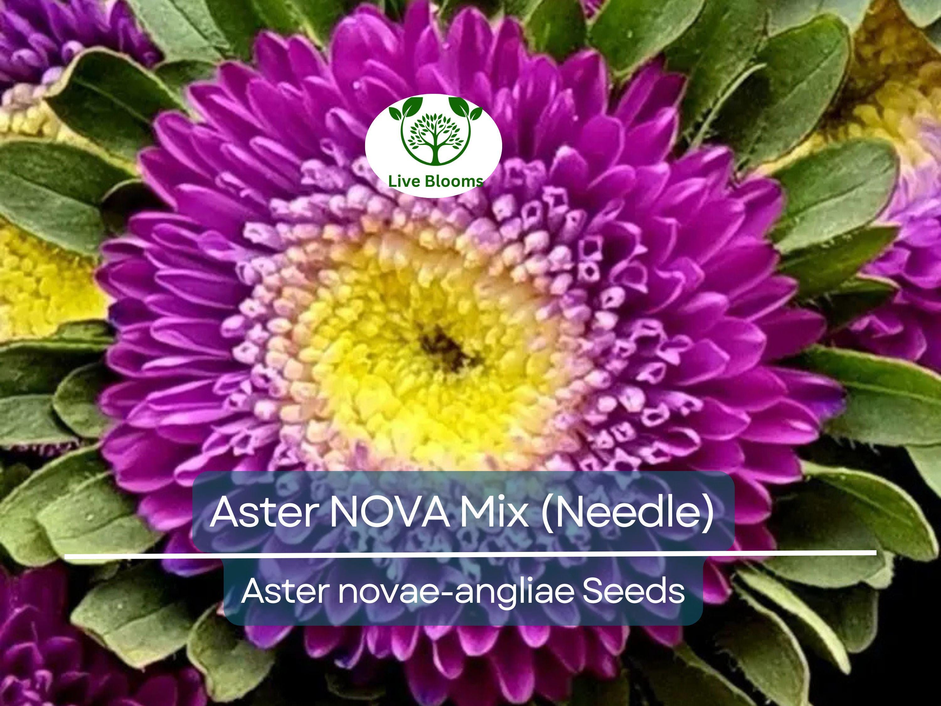 200 Seeds Aster NOVA Mix (Needle), Large Flowers, Annual, Attracts Bees & Butterflies, Non-GMO, Vibrant Garden Blooms, Easy to Grow
