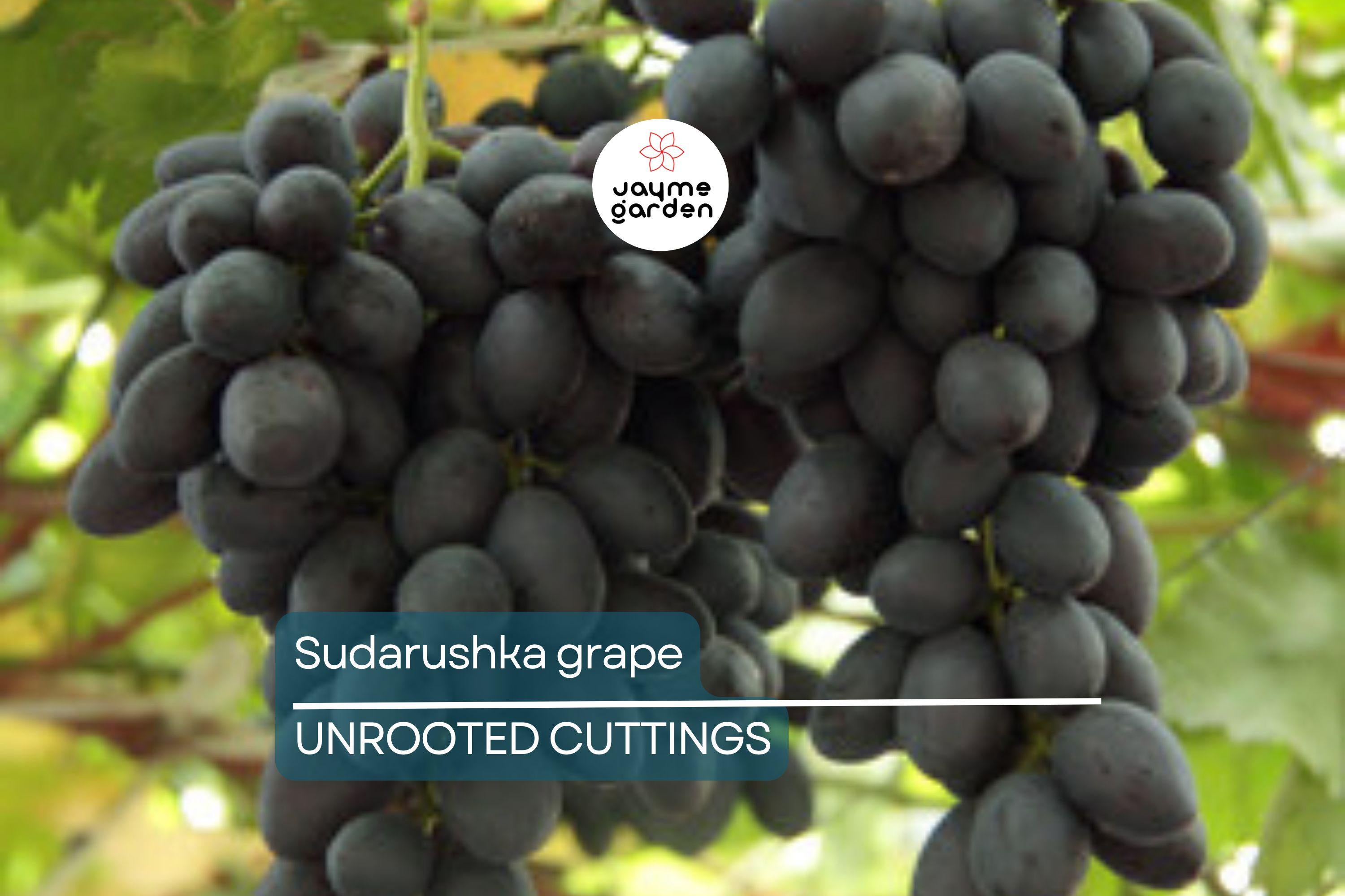 Sudarushka Grape Cuttings | 2 Hardwood Cuttings | Imported from Ukraine | Easy to Root | Early Ripening, Sweet Juicy Berries